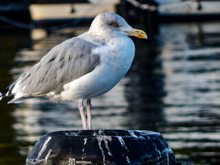seagull on the pier