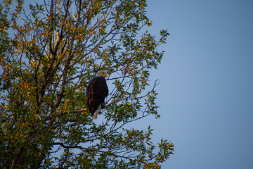 Eagles and freedom