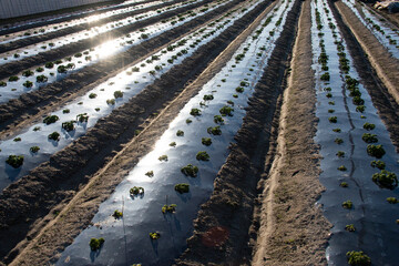 日に照らされた畑の成長を待つ苗