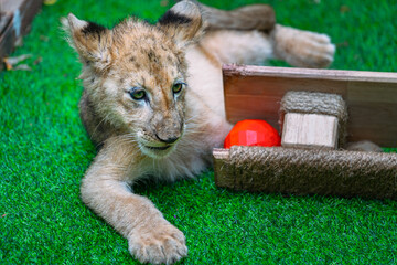 Close up a baby Lion is playing with a wooden toy in a grass cage in a zoo in Thailand. Close up baby Lion, natural light.