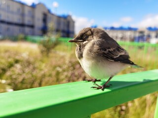 wagtail chick basks in the sun