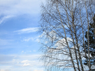 A group of birches without leaves with a pine tree against a bright blue sky with white clouds