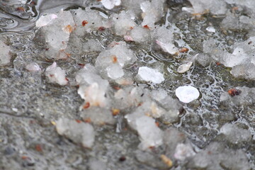 雪と散った桜の花びら「