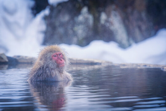 Red-cheeked monkey in a hot spring in Japan. Snow Monkey Japanese Macaques bathe in onsen hot springs of Nagano, Japan