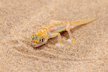 Ein Namibgecko in der Seitenansicht im Dorob Nationalpark auf einer Sanddüne