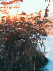 Nature at sunset