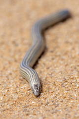Eine Typhlacontias punctatissimus Schleiche in der Draufsicht auf Sand