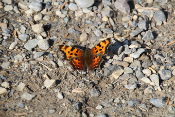 Butterfly On The Ground