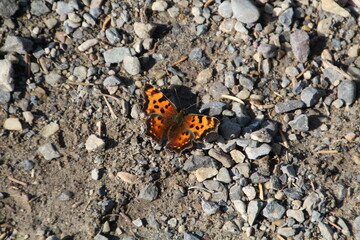 Fototapeta na wymiar butterfly on the rock