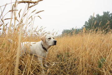 Labrador puppy in training. Pointing game bird dog in autumn time in field in early morning