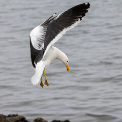 Ein landende Dominikanermöwe in der Seitenansicht bei Walvis Bay am Meer