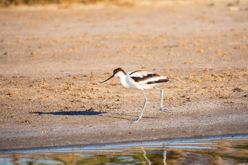 The pied avocet, Recurvirostra avosetta, is a large black and white wader with long, upturned beak
