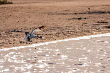 Water bird pied avocet, lat. Recurvirostra avosetta, flies over the lake. The pied avocet is a large black and white wader with long, upturned beak