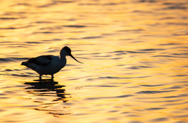 Water bird pied avocet, Recurvirostra avosetta, standing in the water in orange sunset light. The pied avocet is a large black and white wader with long, upturned beak