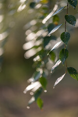 The green leaves of the tree after the rain on a blurred background. Front view.