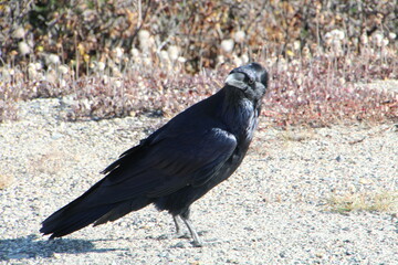 crow on the ground