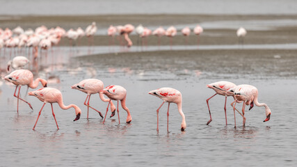 Eine Gruppe Zwergflamingos im Flachwasser auf Nahrungssuche bei Walvis Bay