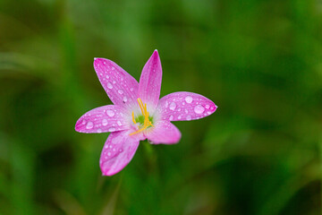 flower with dew drops