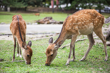 Naklejka na ściany i meble Deer in Nara, Japan