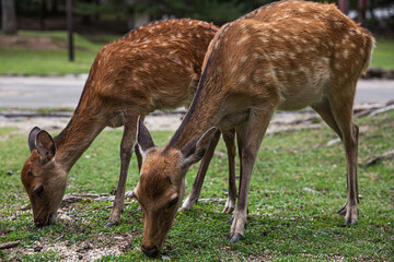 Naklejka na ściany i meble Deer in Nara, Japan
