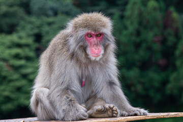 wild monkey in Arashiyama Monkey Park, Japan