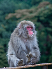 wild monkey in Arashiyama Monkey Park, Japan
