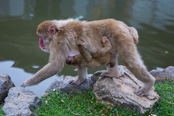 wild monkey in Arashiyama Monkey Park, Japan