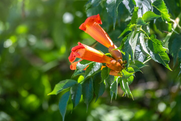 Red flowers of Campsis grandiflora in blossoming during summer.