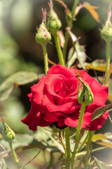 Beautiful red garden rose flower on a green blurred background