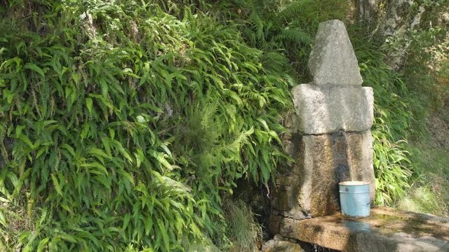 A pan shot revealing a natural spring water source which runs down from the mountains collecting into a bucket, the surrounding bank covered in overgrown green ferns which feed off the natural water