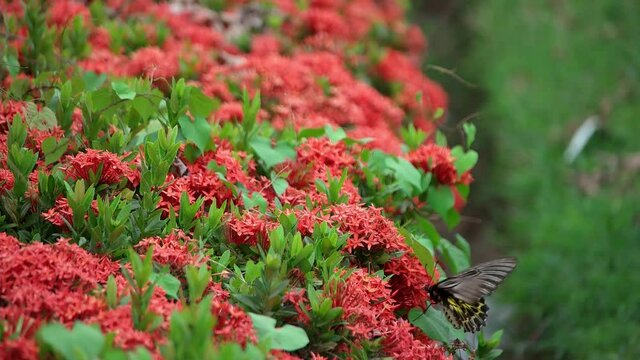 Butterfly Goden Birdwing. Troides aeacus malaiianus