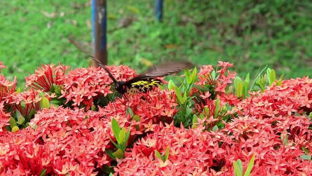 Butterfly Goden Birdwing. Troides aeacus malaiianus