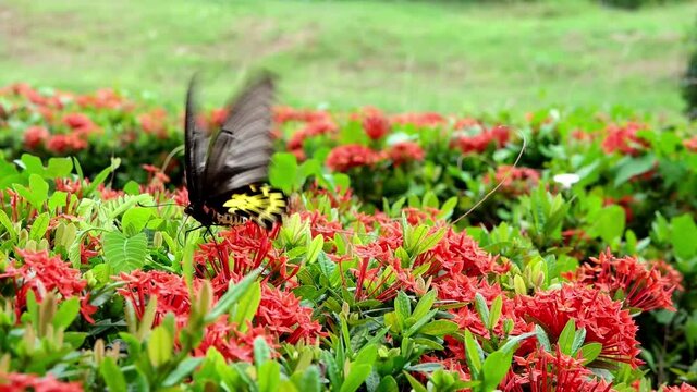 Butterfly Goden Birdwing. Troides aeacus malaiianus