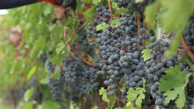 Woman pruning vine grapes in vineyard agriculture