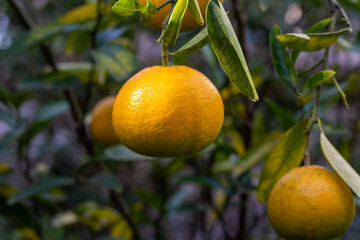 黄色く色づいたミカンの果実