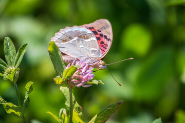 The dark green fritillary butterfly collects nectar on flower. Speyeria aglaja is a species of...