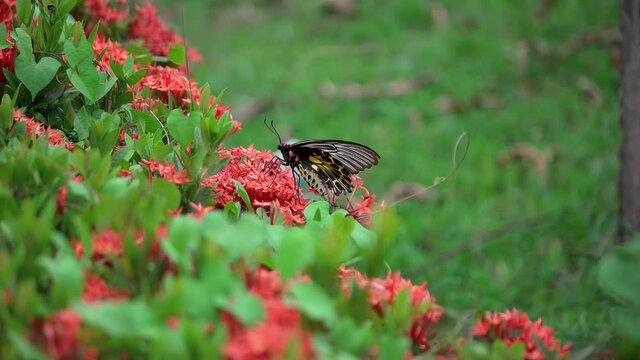Butterfly Goden Birdwing. Troides aeacus malaiianus