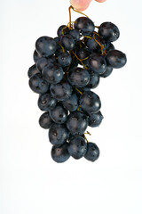 A branch of black juicy grapes weighs on a white background closeup. Vertical snapshot