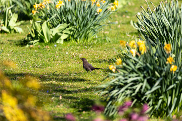 Eurasian blackbird on grass in a park