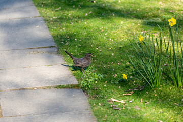 Eurasian blackbird on grass in a park