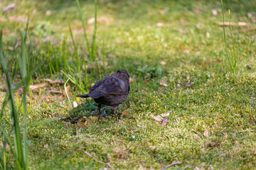 Eurasian blackbird on grass in a park