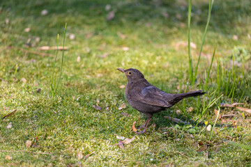 Eurasian blackbird on grass in a park