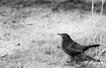 Eurasian blackbird on grass in a park