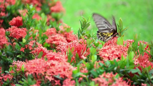 Butterfly Goden Birdwing. Troides aeacus malaiianus