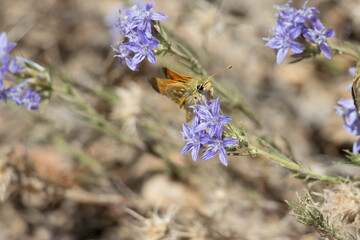 Purple flowering terminal determinate cymose head inflorescences of Giant Woolystar, Eriastrum Densifolium, Polemoniaceae, native perennial herb in Barton Flats, San Bernardino Mountains, Summer.