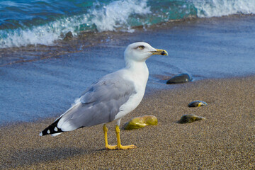 Seagull on beach in Turkey Kemer Antalya