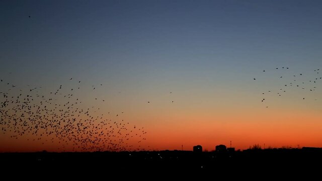 Black silhouettes of a flock of birds on the background of the evening sunset and the city. Orange sky, copy space for text