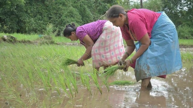 A group of Women farmers transplanting rice seedlings in a green paddy field during the rainy season.