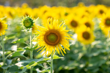 sunflower