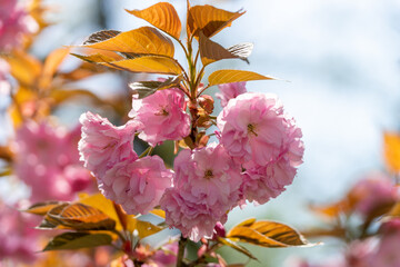 倶利伽羅峠の八重桜